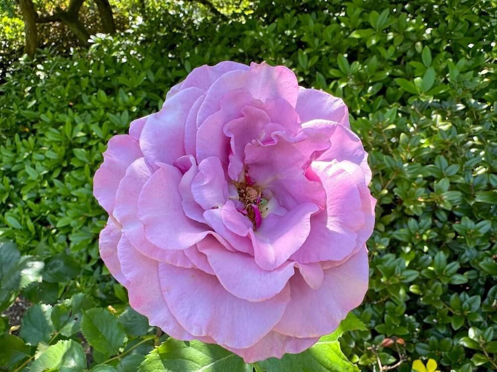 Rosa 'Sweetness' (Sweetness Grandiflora Rose) — Northwest Blooms